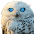 OwlAI AI Assistant logo