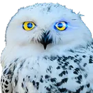 OwlAI Email Companion logo