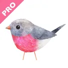 Photo Gallery | Robin PRO logo