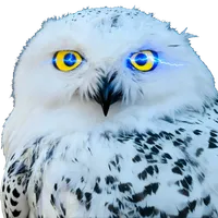 OwlAI Email Companion logo