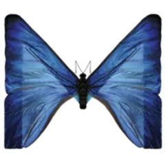 ModularCX‑3d‑viewer